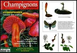 champignon